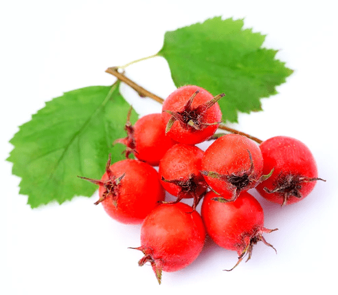 Hawthorn in ZXCVBNQWERT